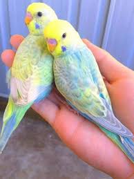 Handzahme Nestjunge Rainbow Wellensittiche In Ver Farben In Nordrhein Westfalen Lemgo Wellensittiche Und Ka In 2020 Love Birds Pet Budgies Bird Cute Birds