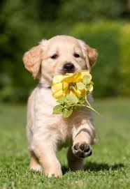 شوف صور جديده صوره كلب صغير Cute Animals Pets Puppies