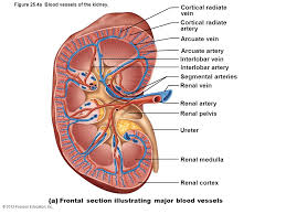 The vessels that carry blood away from the heart are called arteries. 32 Label The Blood Vessels And Parts Of The Nephron Labels For Your Ideas