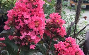 Lagerstroemia Crape Myrtle Portland Nursery