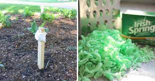 Does irish spring soap keep deer out of your garden. 12 Uses For Irish Spring Soap Besides Showering