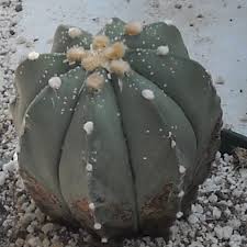 Image result for Thesium asterias