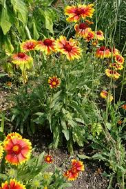 Image result for Gaillardia `Kobold`