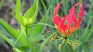 Image result for Gloriosa