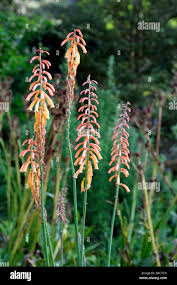 Image result for Kniphofia thomsonii