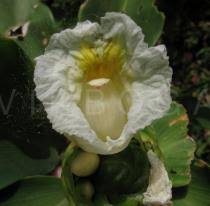 Image result for Costus dubius