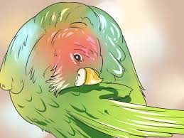 The first option is to line the bottom of your birdbath with a layer of smooth river gravel. How To Give Your Budgie A Bath 11 Steps With Pictures Wikihow