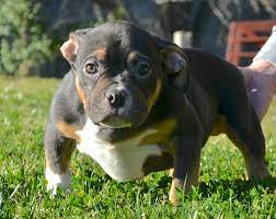 Pin On Tri American Bullies Of Sinful Pits