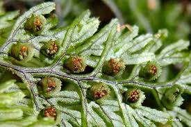 Image result for Hymenophyllum capillare