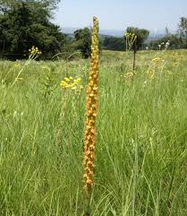 Image result for Disa woodii