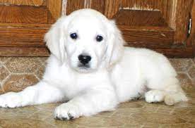 May 10, 2021 · basically, albino golden retriever is a golden retriever in a very pale shade of gold. White Cute Golden Retriever Puppy Novocom Top