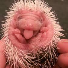 Oh My Gosh They Re So Cute As Bald Lil Babies Hedgehog Pet Baby Hedgehog Cute Hedgehog