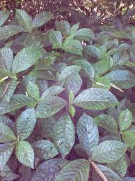 Jual Bibit Daun Keji Beling Bermanfaat Untuk Ginjal Batu Ginjal Kencing Batu Dll Hp 0856 355 3322 Pin 5b799b64 Tanaman Tanaman Obat Daun