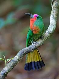 Cennet Kusu Animals Nature Birds Beautiful Birds