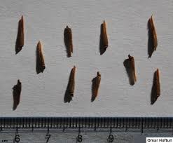 Image result for Monsonia angustifolia