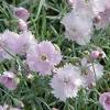Firewitch dianthus is a great plant to add color to your landscape. 1
