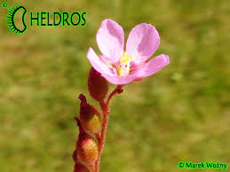 Image result for Drosera natalensis