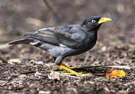 Bandingkan juga jalak pro 2021 dengan rivalnya seperti seta 125, scoopy dan lainnya. Download Suara Burung Manyar Emas Liar Gacor Mp3 Harga