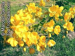 Image result for Senna bicapsularis