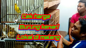 Beli burung kenari jantan online berkualitas dengan harga murah terbaru 2021 di tokopedia! Beli Dan Cek Harga Burung Kenari Lokal Di Malang Youtube