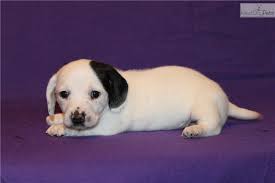 Dachshund breeder of akc ee cream minature dachshunds, short hair, long hair, and wire hair, dapple, and piebald. Miniature Dachshund Puppies For Sale In Dallas Texas The Y Guide