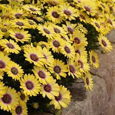 Blue Eyed Beauty Osteospermum