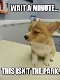 34 Super Funny And Cute Animal Pictures Funny Animal Jokes Cute Funny Animals Animal Jokes