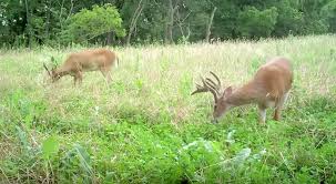 On the page you can find actual prices for: 10 Common Food Plot Mistakes You Can T Afford To Make
