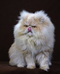 Iran Kedileri Persian Kittens Cats Long Haired Cats