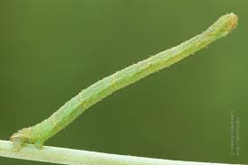 Image result for Eupithecia subumbrata