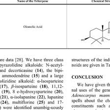 Image result for Adenocarpus mannii