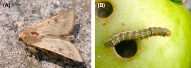 Mosquito control in northwest arkansas. Lepidopterous Pests Biology Ecology And Management Sciencedirect