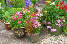 We did not find results for: Plants For Containers Plants For A Purpose Thompson Morgan