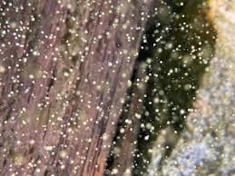 Image result for Bothriocline glomerata