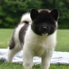 Akita puppies for sale sydney. Dogs And Puppies For Sale Across Australia Find Me A Pet
