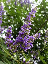 Image result for Vitex