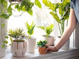 Mix together equal parts lemon juice and warm water to make your cleaning solution. How To Clean Fake Plants Step By Step With Pictures Apartment Therapy