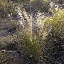 Image result for Macrotyloma ellipticum