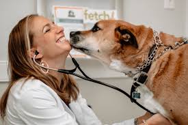 Fear free certification for students. Services Vet In Burlington Town N Country Animal Hospital