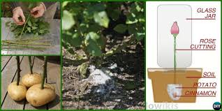 Dull tools can crush the rose's woody stems instead of forming a clean slice, which can. Gardening Tip To Regrow Rose On Potatoes