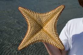 what are some ways starfish adapt to their environment