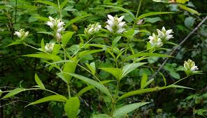 Image result for Blotiella glabra