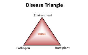 The Disease Triangle Fundamental Concept For Disease Management Nursery And Flower Grower Anr Blogs