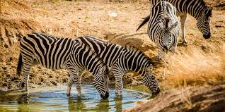 Start the lesson by reading the legion of how the zebra got its stripes. 2. Wild Facts Sabi Sabi Private Game Reserve Zebra