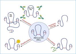 Image result for Prolactin