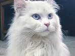 Turkish Angora Cat Breed Information, Pictures ...
