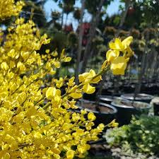 Much of the state lies in u.s. Planting Forsythia When And How To Plant A Forsythia Shrub
