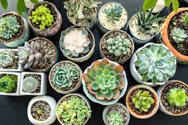 5 Houseplant Trends That Will Be Hot In 2020 In 2020 How To Water Succulents Succulents Types Of Succulents