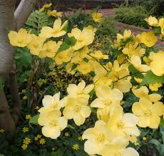 Image result for Kerria japonica