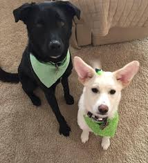 We pride ourselves in providing personalized care throughout your pet's life through progressive medical care . Doggie Daycare 2 Dog Dayze